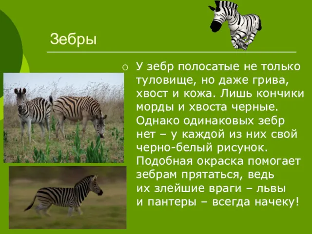 Зебры У зебр полосатые не только туловище, но даже грива, хвост и кожа.
