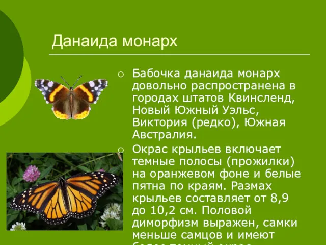 Данаида монарх Бабочка данаида монарх довольно распространена в городах штатов