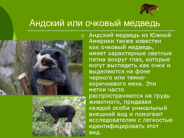 Андский или очковый медведь Андский медведь из Южной Америки также