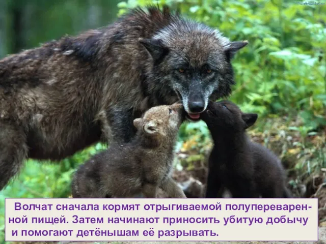 Волчат сначала кормят отрыгиваемой полупереварен- ной пищей. Затем начинают приносить