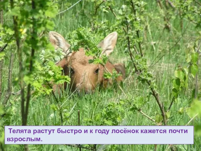 Телята растут быстро и к году лосёнок кажется почти взрослым.