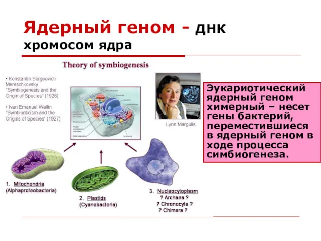 Ядерный геном - ДНК хромосом ядра Эукариотический ядерный геном химерный