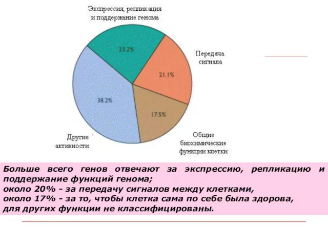 Больше всего генов отвечают за экспрессию, репликацию и поддержание функций