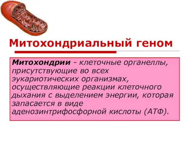 Митохондриальный геном Митохондрии - клеточные органеллы, присутствующие во всех эукариотических