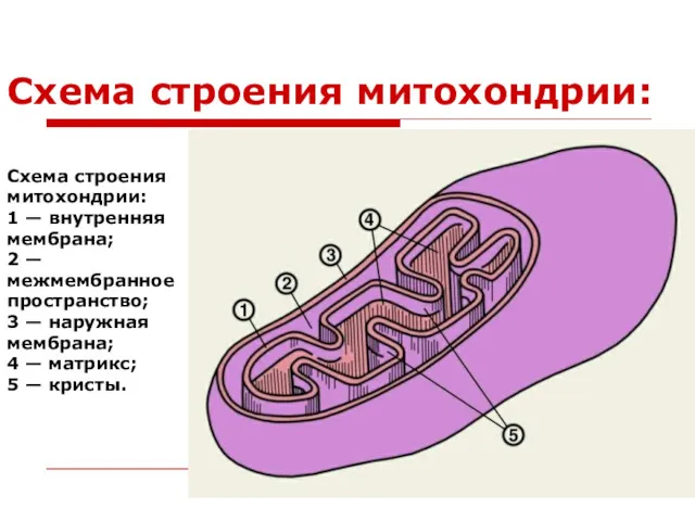 Схема строения митохондрии: Схема строения митохондрии: 1 — внутренняя мембрана;
