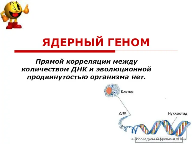 ЯДЕРНЫЙ ГЕНОМ Прямой корреляции между количеством ДНК и эволюционной продвинутостью организма нет.