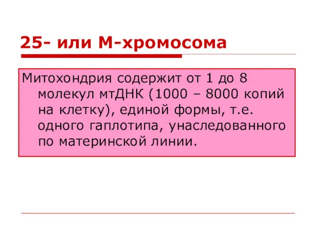 25- или М-хромосома Митохондрия содержит от 1 до 8 молекул