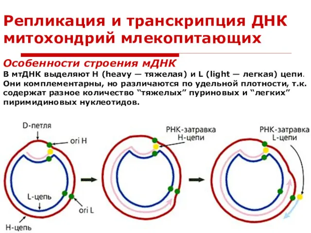 Репликация и транскрипция ДНК митохондрий млекопитающих Особенности строения мДНК В