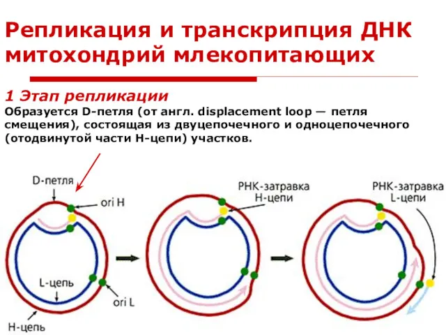 Репликация и транскрипция ДНК митохондрий млекопитающих 1 Этап репликации Образуется