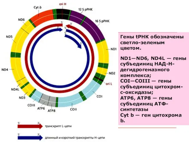 Гены tРНК обозначены светло-зеленым цветом. ND1—ND6, ND4L — гены субъединиц