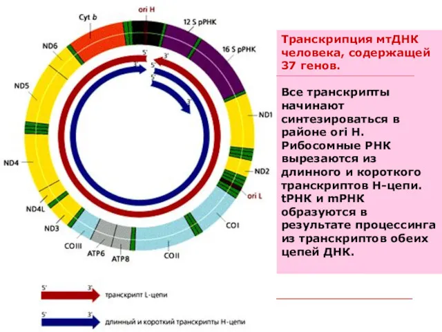 Транскрипция мтДНК человека, содержащей 37 генов. Все транскрипты начинают синтезироваться