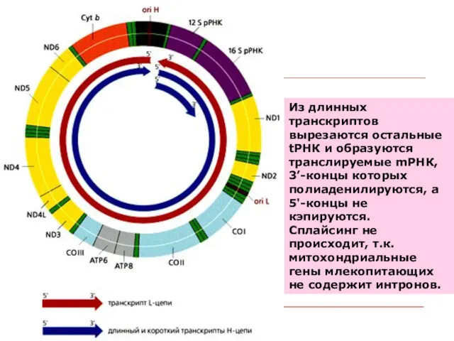 Из длинных транскриптов вырезаются остальные tРНК и образуются транслируемые mРНК,