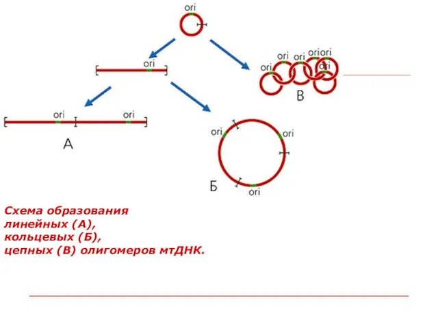 Схема образования линейных (А), кольцевых (Б), цепных (В) олигомеров мтДНК.