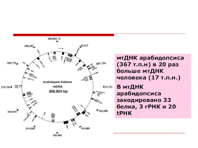 мтДНК арабидопсиса (367 т.п.н) в 20 раз больше мтДНК человека