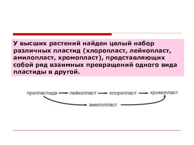 У высших растений найден целый набор различных пластид (хлоропласт, лейкопласт,