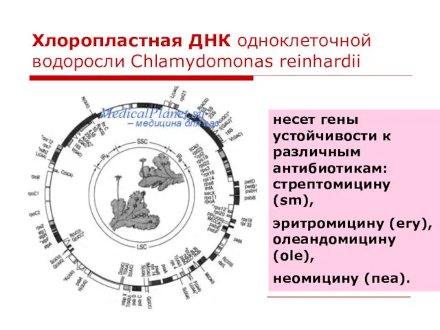 Хлоропластная ДНК одноклеточной водоросли Chlamydomonas reinhardii несет гены устойчивости к