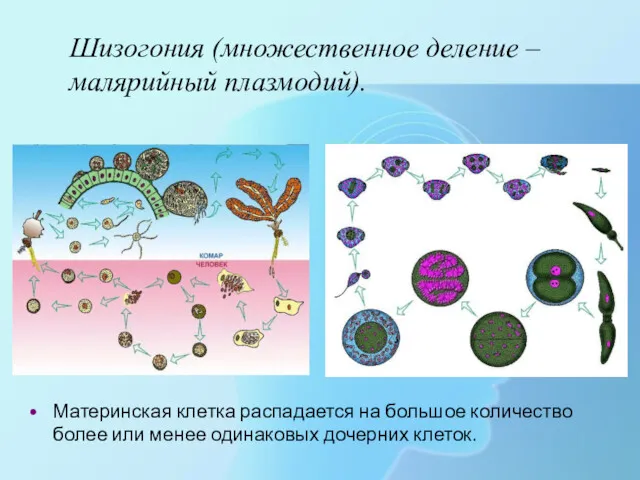 Шизогония (множественное деление – малярийный плазмодий). Материнская клетка распадается на