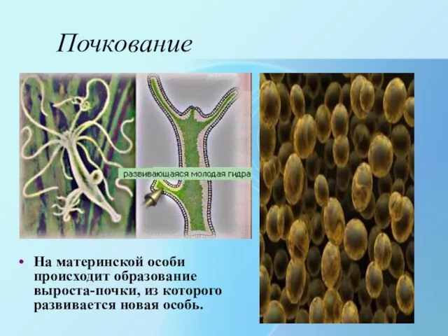 Почкование На материнской особи происходит образование выроста-почки, из которого развивается новая особь.