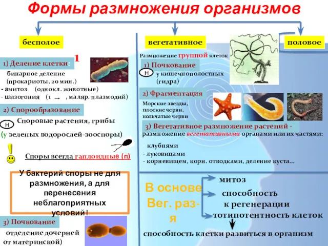 Формы размножения организмов бесполое вегетативное половое в основе – деление