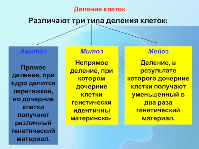 Деление клеток Различают три типа деления клеток: Амитоз Прямое деление,