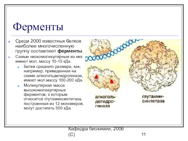 Кафедра биохимии, 2006 (C) Ферменты Среди 2000 известных белков наиболее многочисленную группу составляют
