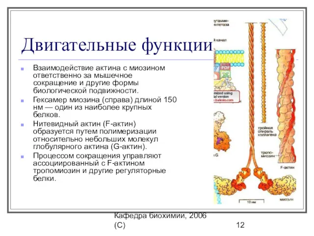 Кафедра биохимии, 2006 (C) Двигательные функции Взаимодействие актина с миозином ответственно за мышечное