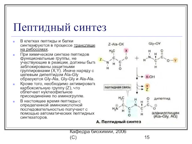 Кафедра биохимии, 2006 (C) Пептидный синтез В клетках пептиды и белки синтезируются в