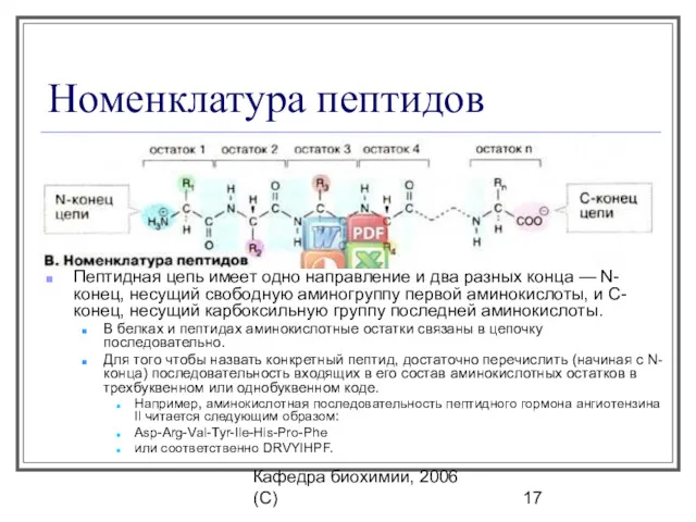 Кафедра биохимии, 2006 (C) Номенклатура пептидов Пептидная цепь имеет одно направление и два