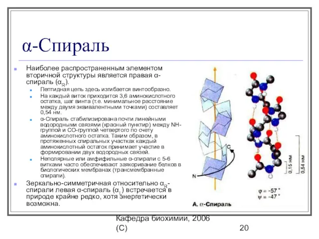 Кафедра биохимии, 2006 (C) α-Спираль Наиболее распространенным элементом вторичной структуры является правая α-спираль