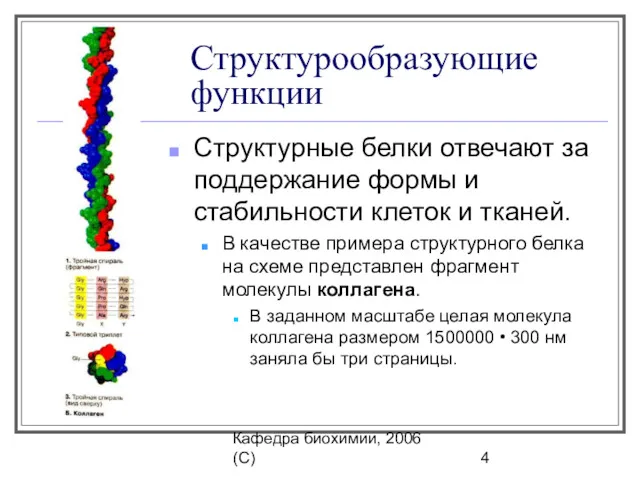 Кафедра биохимии, 2006 (C) Структурообразующие функции Структурные белки отвечают за поддержание формы и