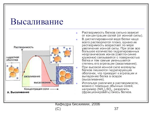 Кафедра биохимии, 2006 (C) Высаливание Растворимость белков сильно зависит от концентрации солей (от