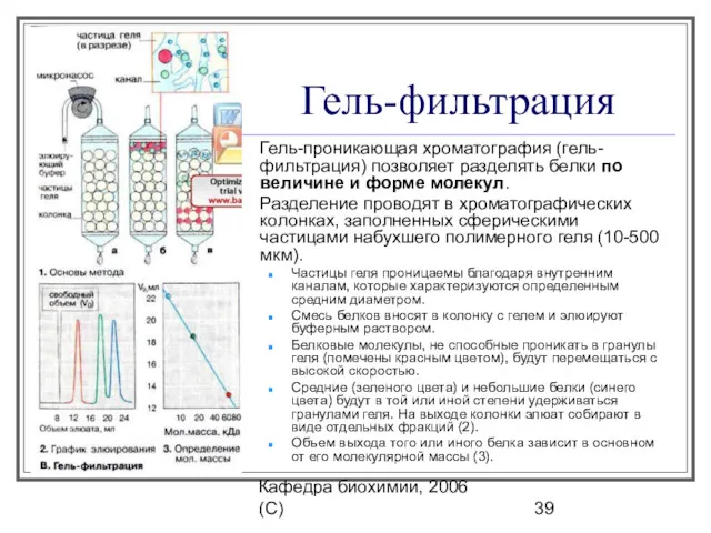Кафедра биохимии, 2006 (C) Гель-фильтрация Гель-проникающая хроматография (гель-фильтрация) позволяет разделять белки по величине