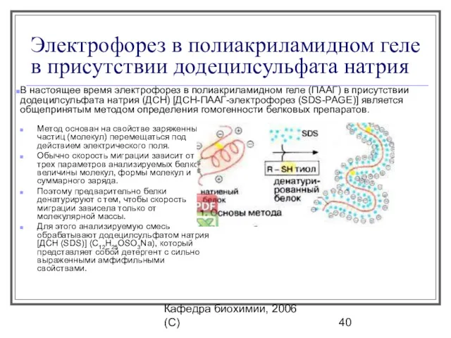 Кафедра биохимии, 2006 (C) Электрофорез в полиакриламидном геле в присутствии додецилсульфата натрия Метод