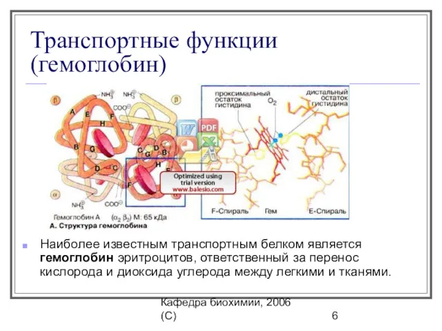 Кафедра биохимии, 2006 (C) Транспортные функции (гемоглобин) Наиболее известным транспортным белком является гемоглобин