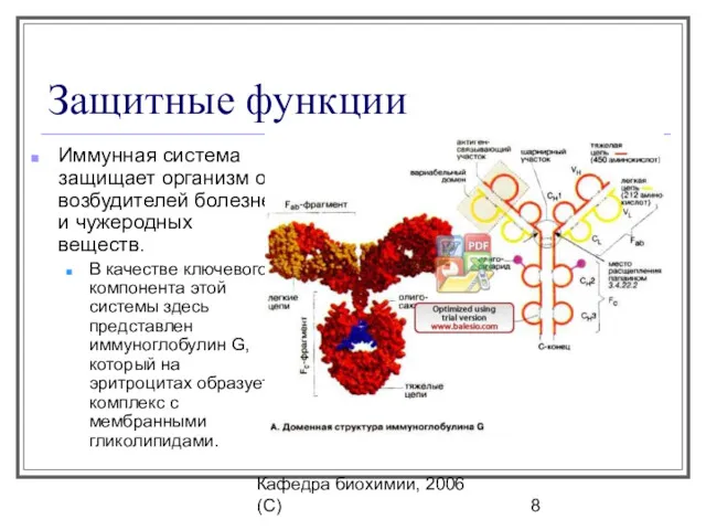 Кафедра биохимии, 2006 (C) Защитные функции Иммунная система защищает организм от возбудителей болезней