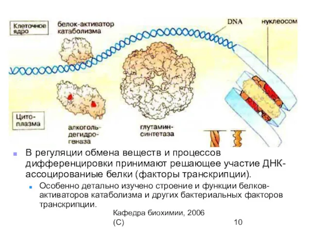 Кафедра биохимии, 2006 (C) В регуляции обмена веществ и процессов дифференцировки принимают решающее