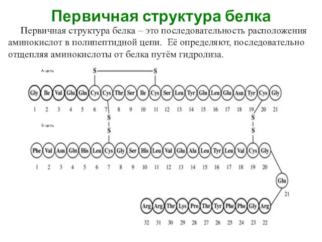 Первичная структура белка Первичная структура белка – это последовательность расположения