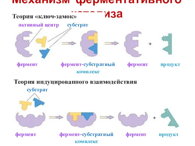 Механизм ферментативного катализа Теория «ключ-замок» Теория индуцированного взаимодействия активный центр