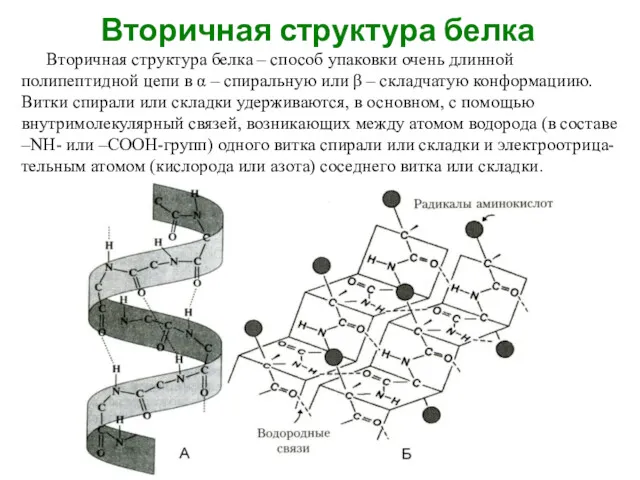 Вторичная структура белка Вторичная структура белка – способ упаковки очень