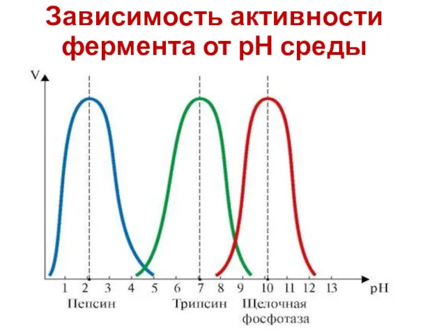 Зависимость активности фермента от рН среды