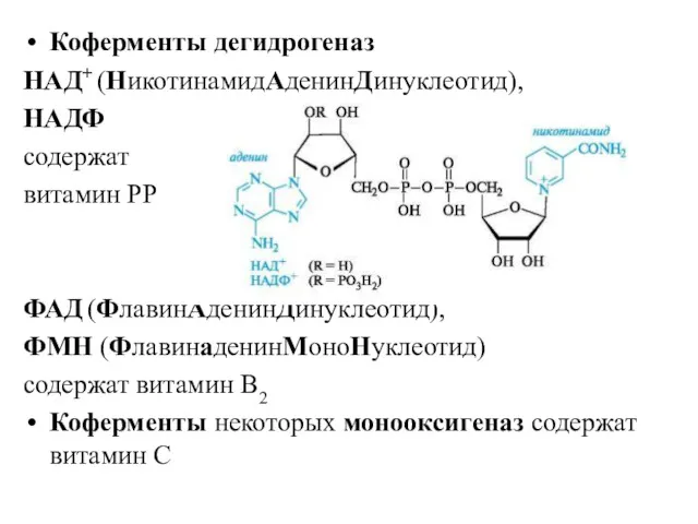 Коферменты дегидрогеназ НАД+ (НикотинамидАденинДинуклеотид), НАДФ содержат витамин РР ФАД (ФлавинАденинДинуклеотид),