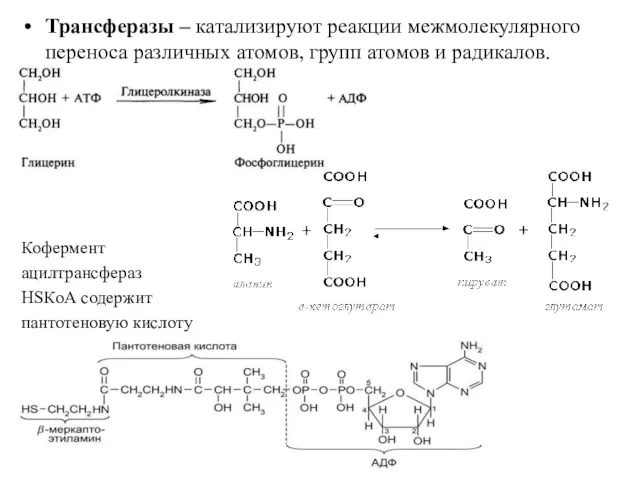 Трансферазы – катализируют реакции межмолекулярного переноса различных атомов, групп атомов