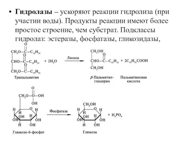 Гидролазы – ускоряют реакции гидролиза (при участии воды). Продукты реакции