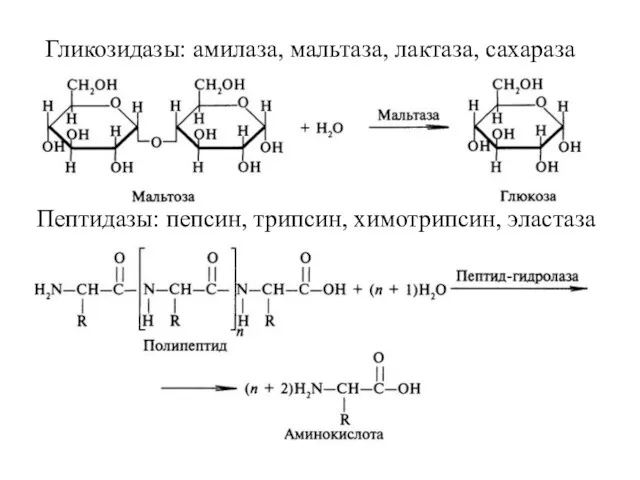 Гликозидазы: амилаза, мальтаза, лактаза, сахараза Пептидазы: пепсин, трипсин, химотрипсин, эластаза