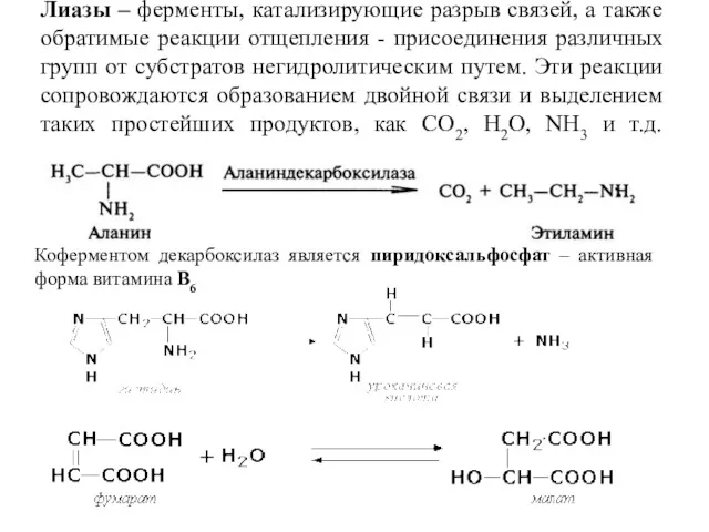 Лиазы – ферменты, катализирующие разрыв связей, а также обратимые реакции