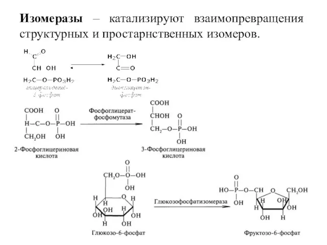 Изомеразы – катализируют взаимопревращения структурных и простарнственных изомеров.