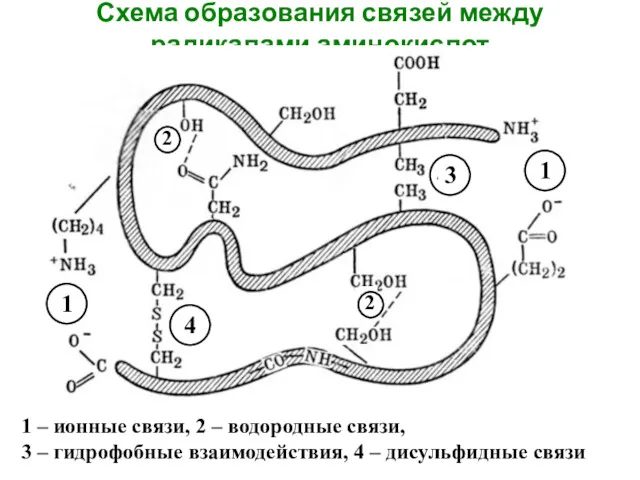 Схема образования связей между радикалами аминокислот 1 – ионные связи,