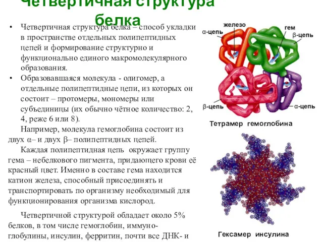 Четвертичная структура белка Четвертичная структура белка – способ укладки в