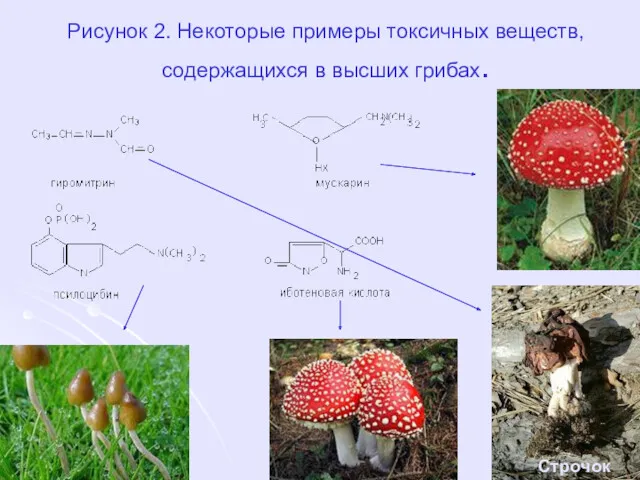 Рисунок 2. Некоторые примеры токсичных веществ, содержащихся в высших грибах. Строчок