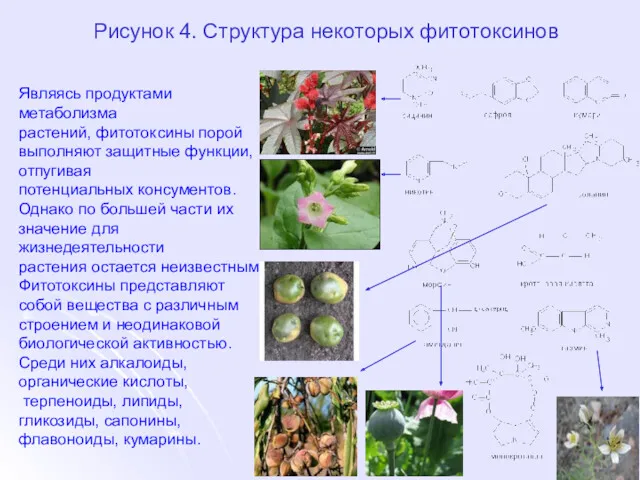 Рисунок 4. Структура некоторых фитотоксинов Являясь продуктами метаболизма растений, фитотоксины